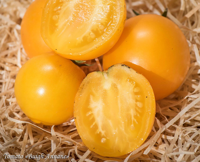 Orange tomato Buigh Annane